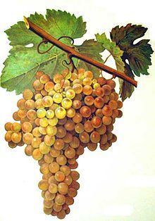 Boal (grape) httpsuploadwikimediaorgwikipediacommonsthu