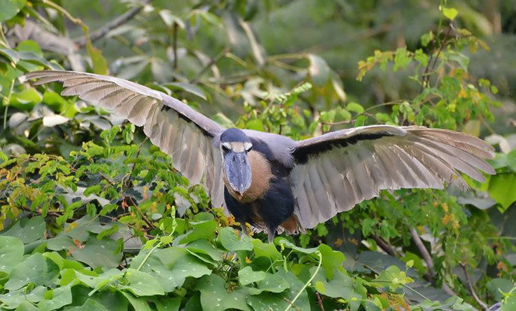 Boat-billed heron Does This Look Like a Heron BoatBilled Heron Nature and Wildlife