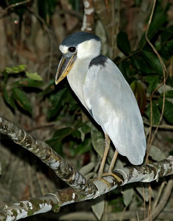 Boat-billed heron Boatbilled Heron Cochlearius cochlearius videos photos and sound