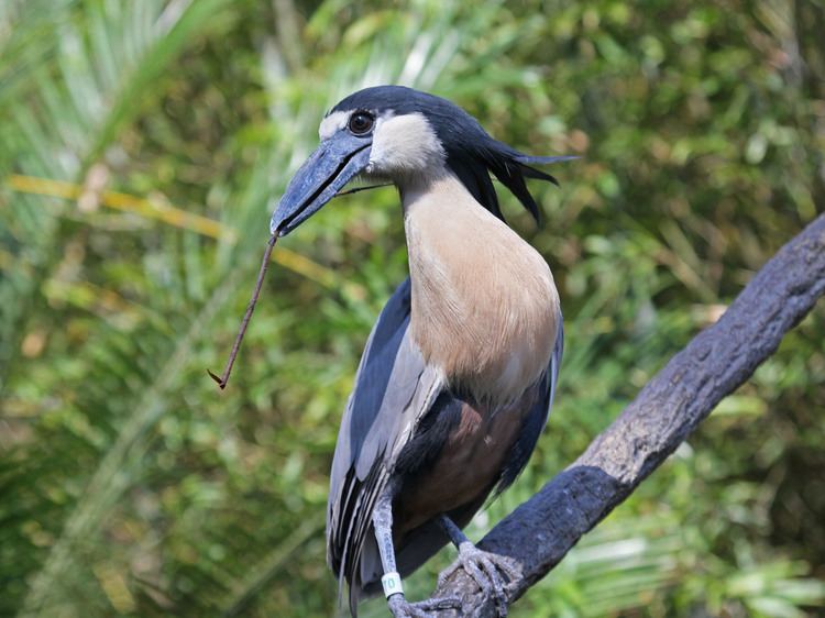 Boat-billed heron FileBoatbilled Heron RWD2jpg Wikimedia Commons