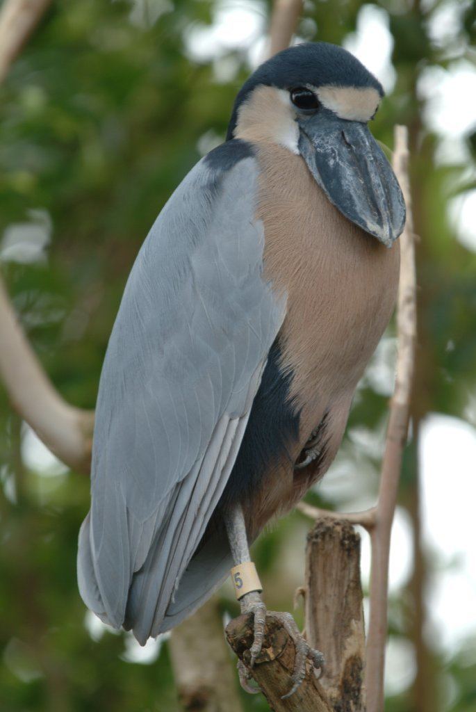 Boat-billed heron Boatbilled heron