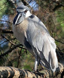 Boat-billed heron httpsuploadwikimediaorgwikipediacommonsthu