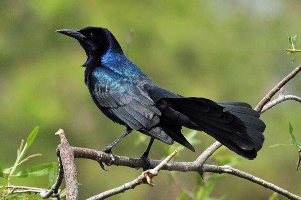 Boat-tailed grackle Birds and Gators Boattailed Grackle