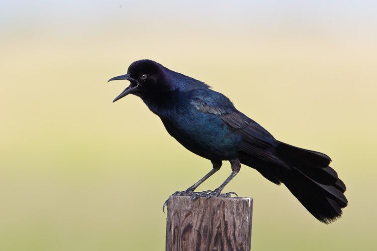 Boat-tailed grackle Boattailed Grackle Quiscalus major