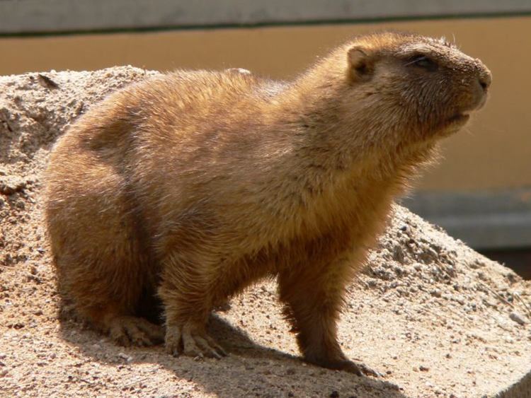 Bobak marmot Image Marmota bobak Bobak Marmot BioLibcz