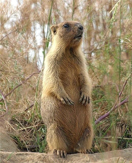 Bobak marmot - Alchetron, The Free Social Encyclopedia