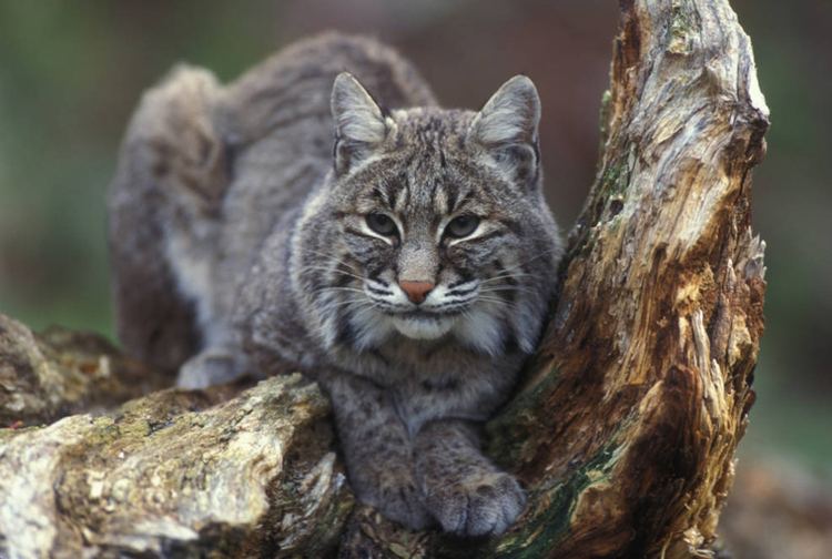 Bobcat Bobcat Lynx rufus NatureWorks