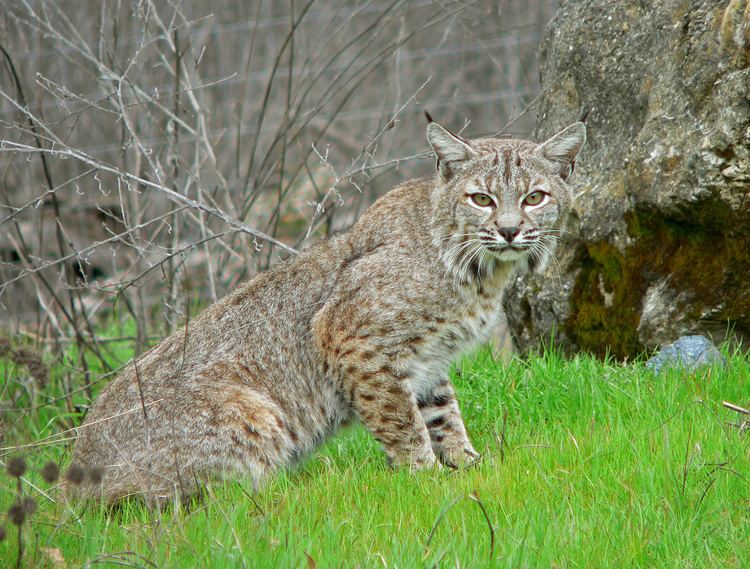 Bobcat httpsuploadwikimediaorgwikipediacommonsdd