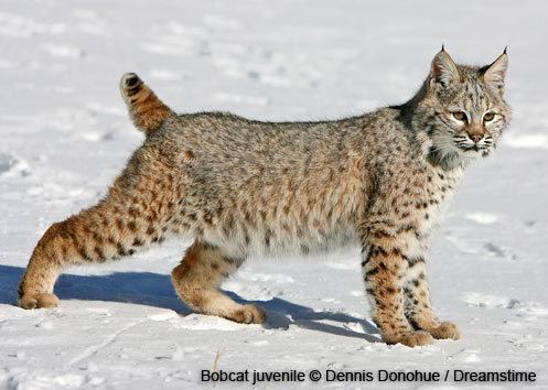 Bobcat Bobcat Wildlife New Hampshire Fish and Game Department