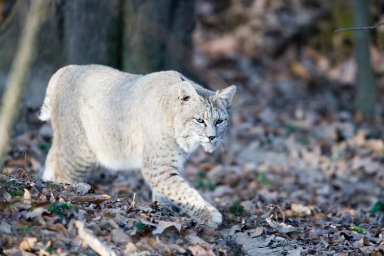 Bobcat Bobcat MDC Discover Nature