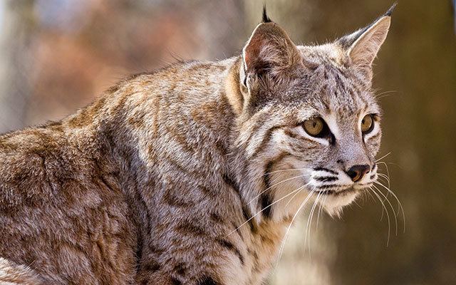 Bobcat Information on the Bobcat The Nature Conservancy