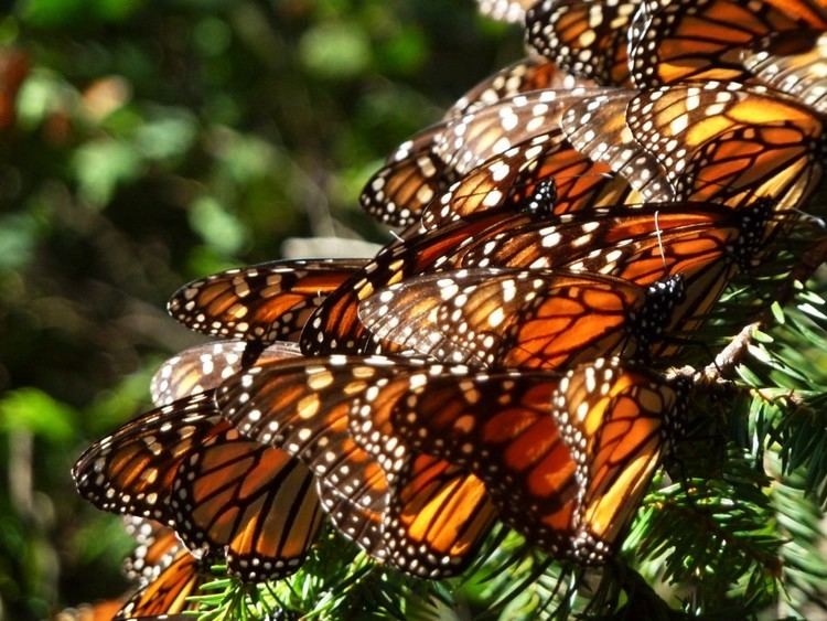 Bobiri Butterfly Sanctuary tourafrica360comwpcontentuploads201604Bobir