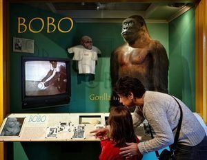 Bobo (gorilla) staticseattletimescomwpcontentuploads201002