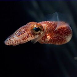 Bobtail squid httpsuploadwikimediaorgwikipediacommonsthu