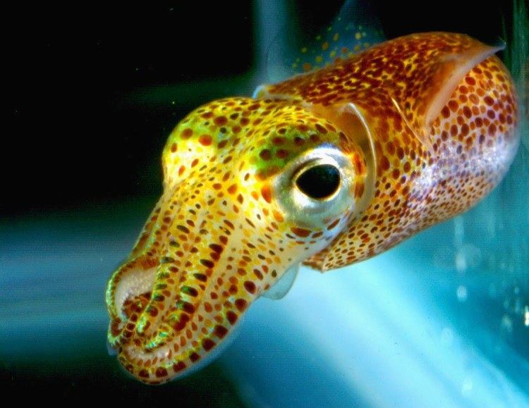 Bobtail squid The Hawaiian Bobtail Squid and its Crazy Tricks Featured Creature