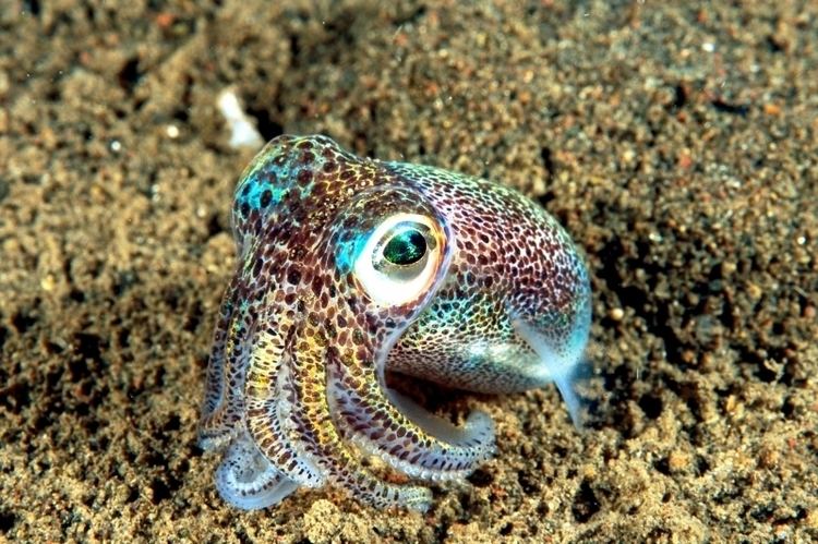Bobtail squid Hawaiian Bobtail Squid quotOCEAN TREASURESquot Memorial Library