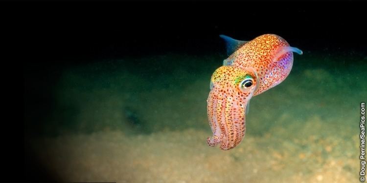 Bobtail squid The Light Organ of the Hawaiian Bobtail Squid Was It Designed
