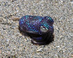 Bobtail squid Bobtail squid Wikipedia