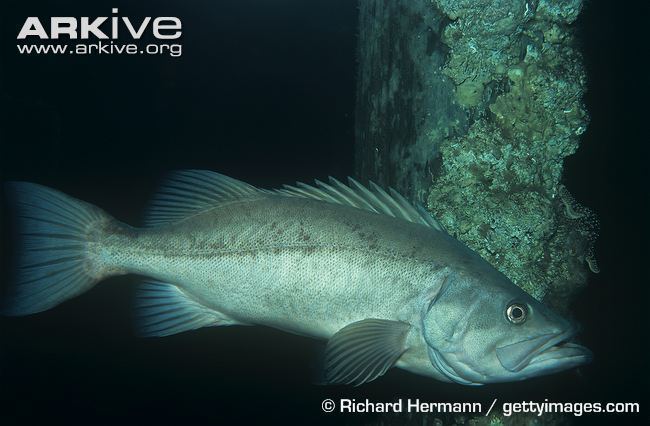Bocaccio rockfish Bocaccio rockfish videos photos and facts Sebastes paucispinus