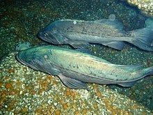 Bocaccio rockfish Bocaccio rockfish Wikipedia