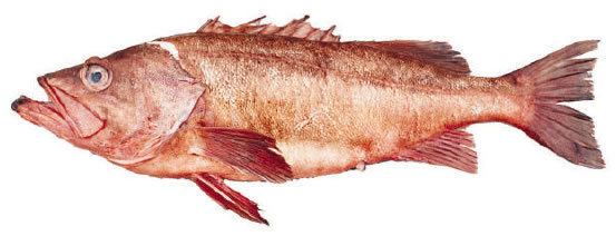 Bocaccio rockfish Bottomfish Identification Guide Bocaccio Rockfish Sebastes