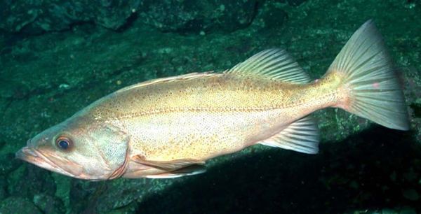 Bocaccio rockfish Species at Risk Public Registry COSEWIC Assessment and Status