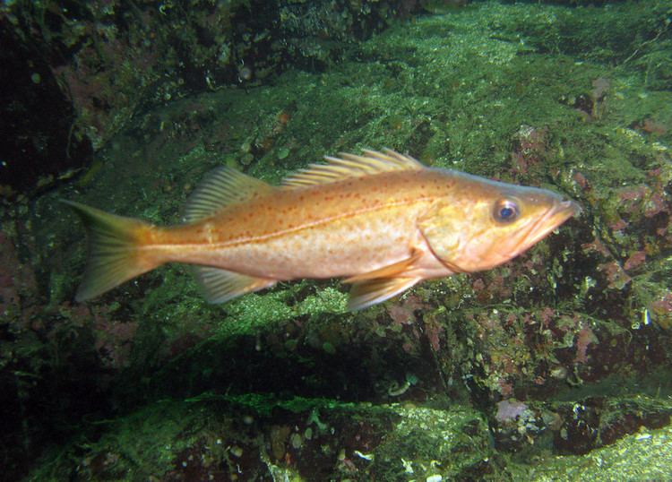 Bocaccio rockfish Bocaccio Rockfish Beyond Adventurer