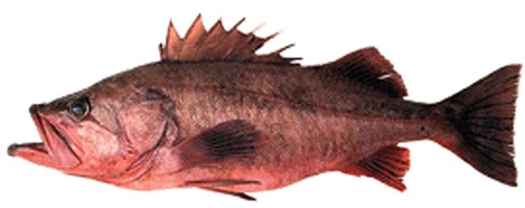 Bocaccio rockfish BacaccioRockfish