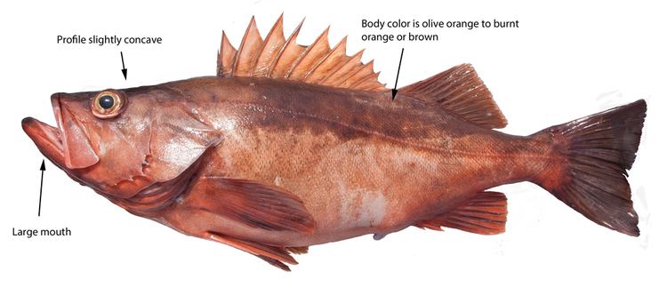 Bocaccio rockfish wdfwwagovfishingbottomfishidentificationgrap