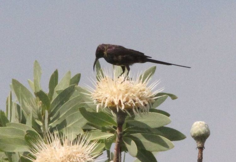 Bocage's sunbird
