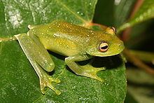 Bocaina tree frog httpsuploadwikimediaorgwikipediacommonsthu