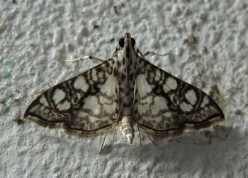 Bocchoris (moth)