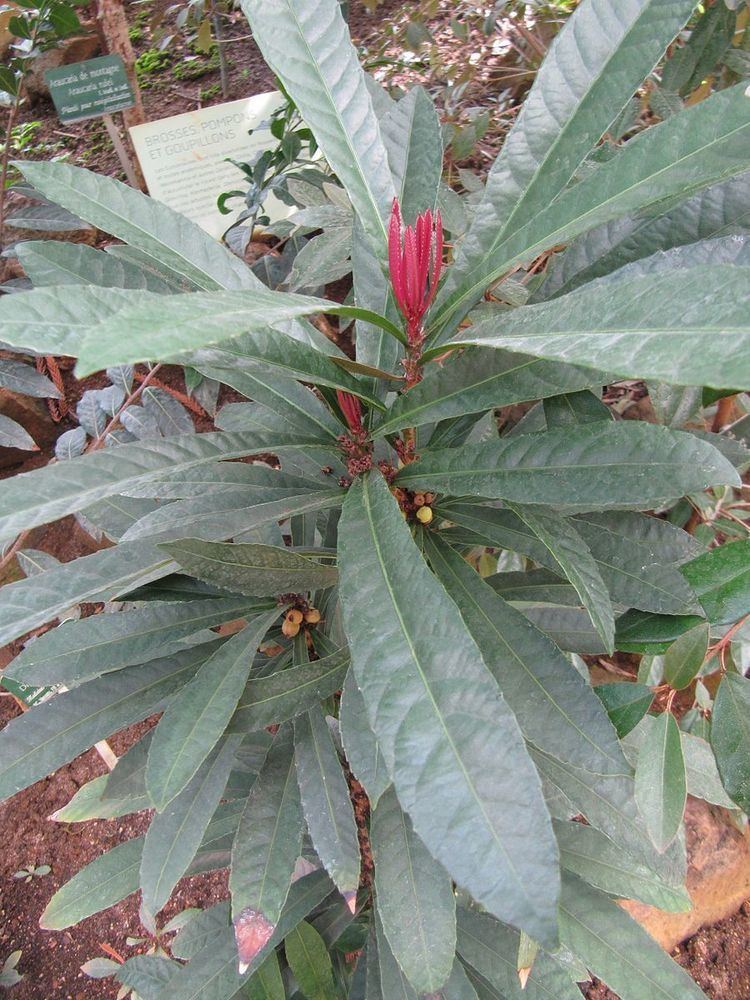 Bocquillonia castaneifolia