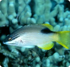 Bodianus bilunulatus Saddleback Hogfish Hawaiian Hogfish Bodianus bilunulatus