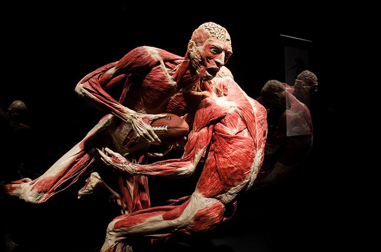 Bodies: The Exhibition Body Worlds Exhibition NYC Discovery Times Square