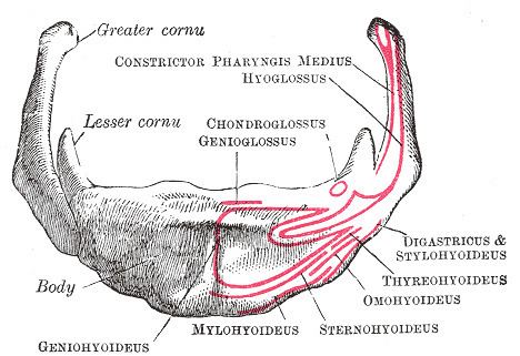 Body of hyoid bone