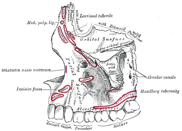 Body of maxilla
