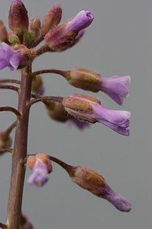 Boechera sparsiflora httpsuploadwikimediaorgwikipediacommonsthu