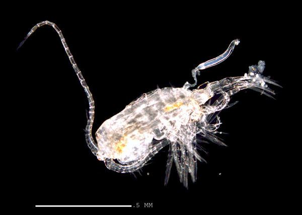 Boeckella Zooplankton