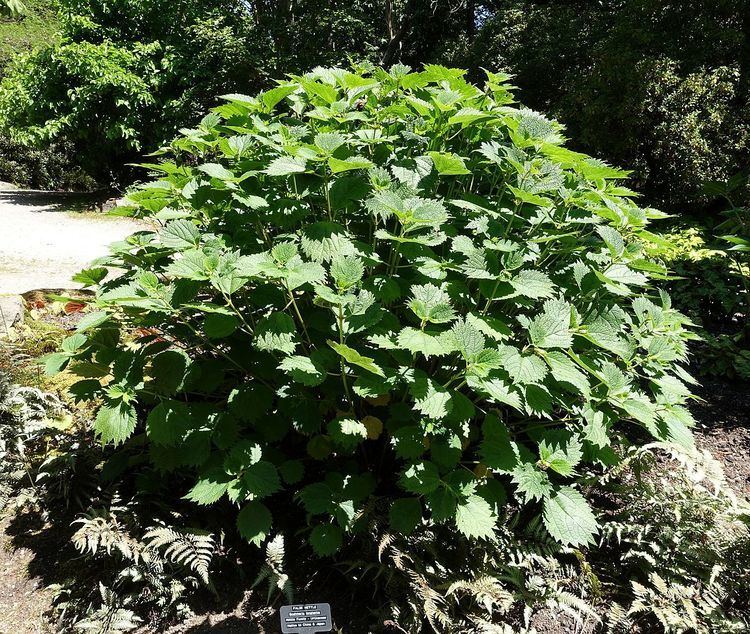 Boehmeria japonica