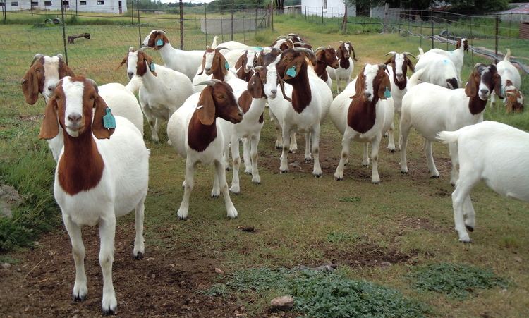 Boer goat About Patriot Boer Goats Patriot Boer Goat StudPatriot Boer Goat