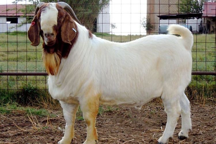 Boer goat All the information you need about the South African Boer Goat