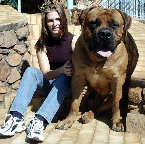 A woman sitting with Boerboel