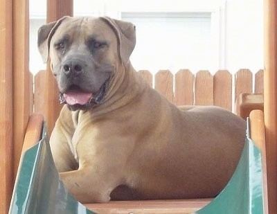 A sitting Boerboel