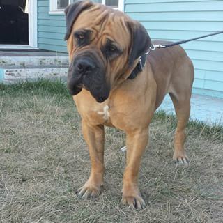 A brown Boerboel