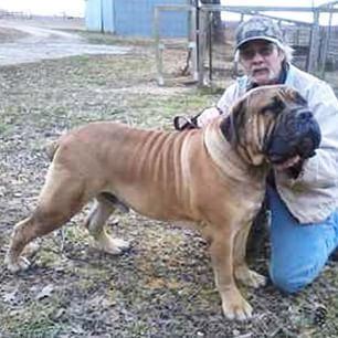 A Boerboel with an old man