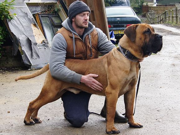 A man is holding a big dog, Boerboel