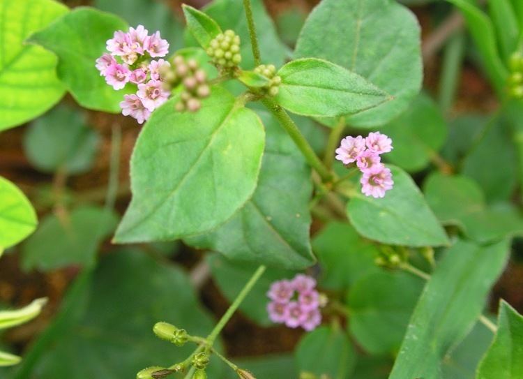Boerhavia Boerhavia diffusa