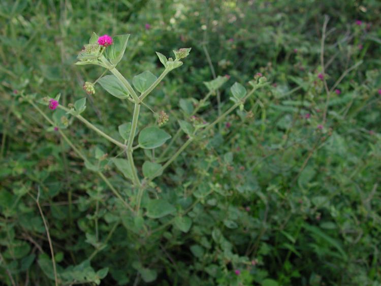 Boerhavia coccinea Boerhavia coccinea fotos