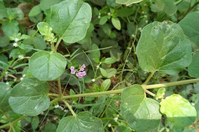 Boerhavia diffusa Boerhavia diffusa